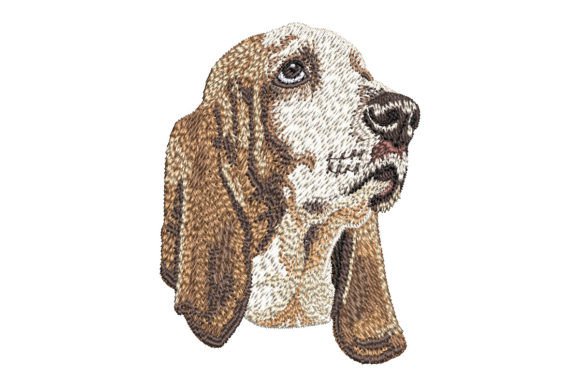Download Basset Hound - Premium Resources
